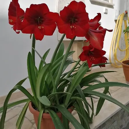 Casa Cost Casa vacanze *
